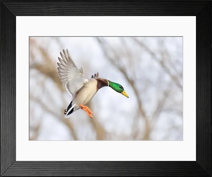 Framed Print : Mallard drake duck coming in for a landing on the Ottawa river in a Canadian winter Framed Print : Mallard drake duck coming in for a landing on the Ottawa river in a Canadian winter