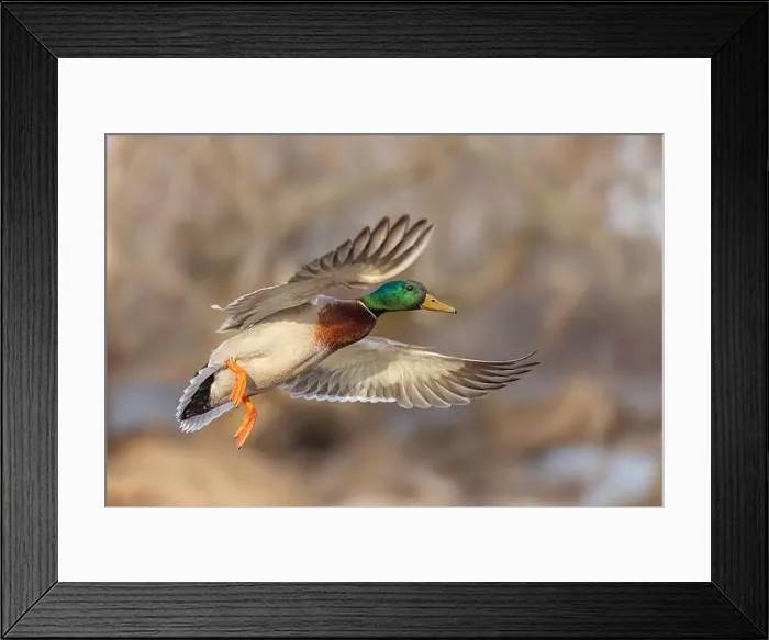 Framed Print : Mallard drake duck in a winter flight over the Ottawa river in Canada Framed Print : Mallard drake duck in a winter flight over the Ottawa river in Canada