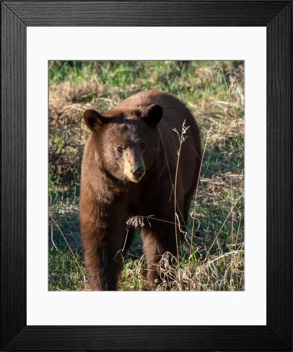 Framed Print : Cinnamon Black Bear Framed Print : Cinnamon Black Bear