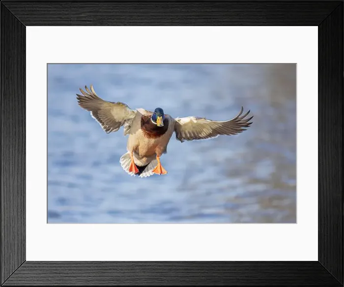 Framed Print : Mallard drake duck coming in for a landing on the Ottawa river in a Canadian winter Framed Print : Mallard drake duck coming in for a landing on the Ottawa river in a Canadian winter
