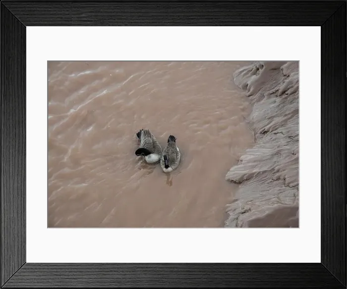 Framed Print : Canada geese in the Petitcodiac River in Moncton, New Brunswick, Canada Framed Print : Canada geese in the Petitcodiac River in Moncton, New Brunswick, Canada