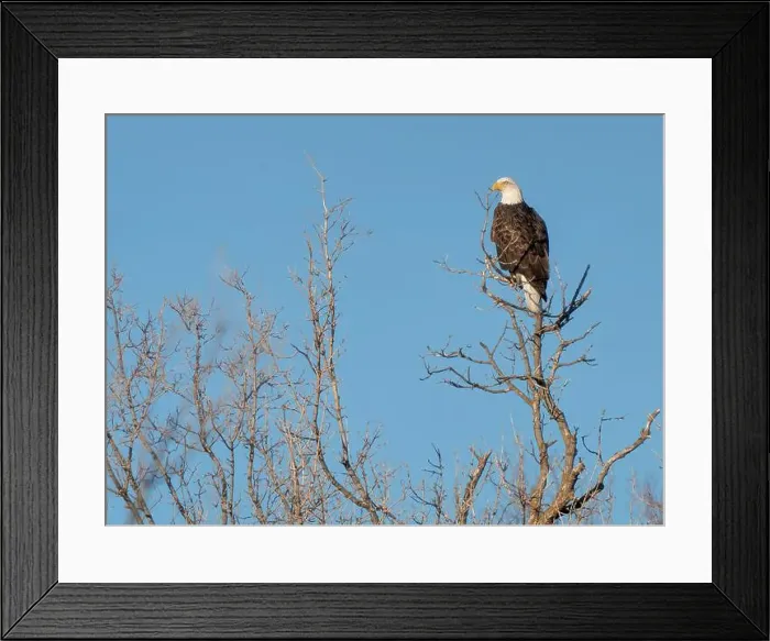 Framed Print : Bald Eagle Canada Framed Print : Bald Eagle Canada
