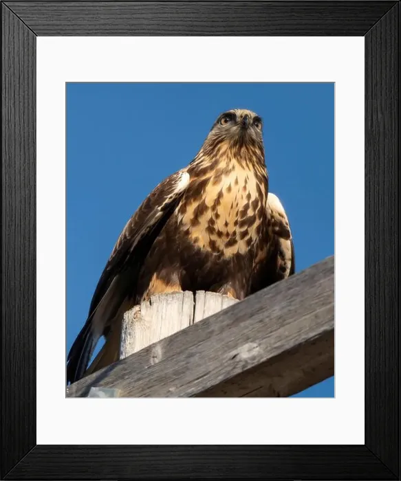 Framed Print : Rough Legged Hawk Framed Print : Rough Legged Hawk