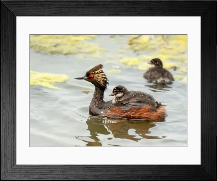 Framed Print : Eared Grebe Canada Framed Print : Eared Grebe Canada