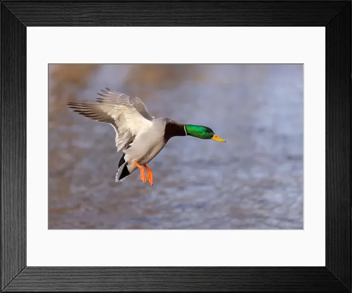 Framed Print : Mallard drake duck coming in for a landing on the Ottawa river in a Canadian winter Framed Print : Mallard drake duck coming in for a landing on the Ottawa river in a Canadian winter