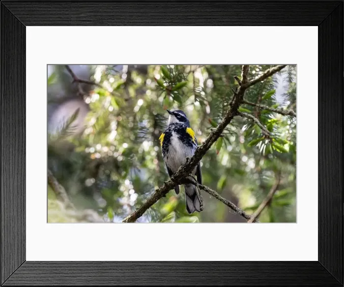 Framed Print : Closeup of a male Yellow-rumped Warbler perching in a spruce tree during spring migration Framed Print : Closeup of a male Yellow-rumped Warbler perching in a spruce tree during spring migration