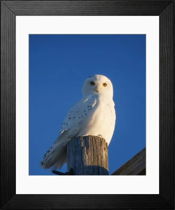Framed Print : Snowy Owl Winter Framed Print : Snowy Owl Winter