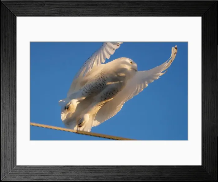 Framed Print : Snowy Owl Winter