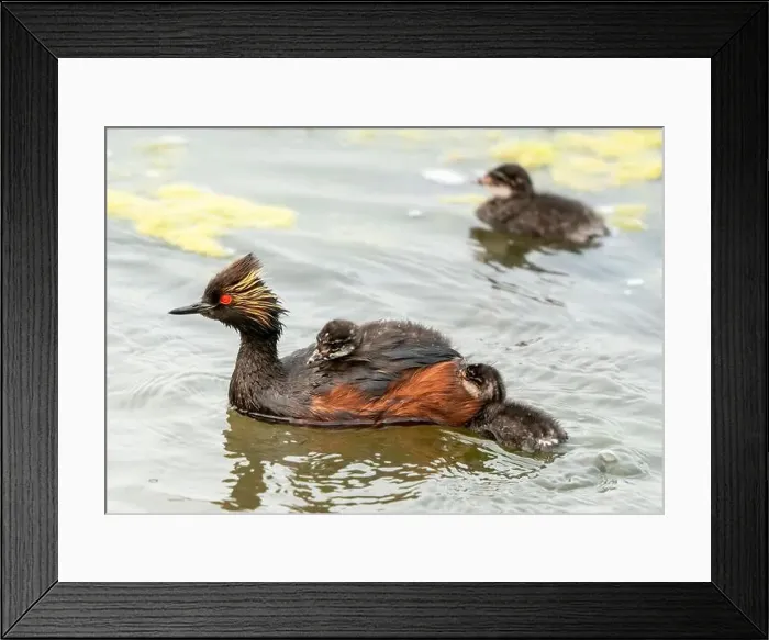 Framed Print : Eared Grebe Canada Framed Print : Eared Grebe Canada