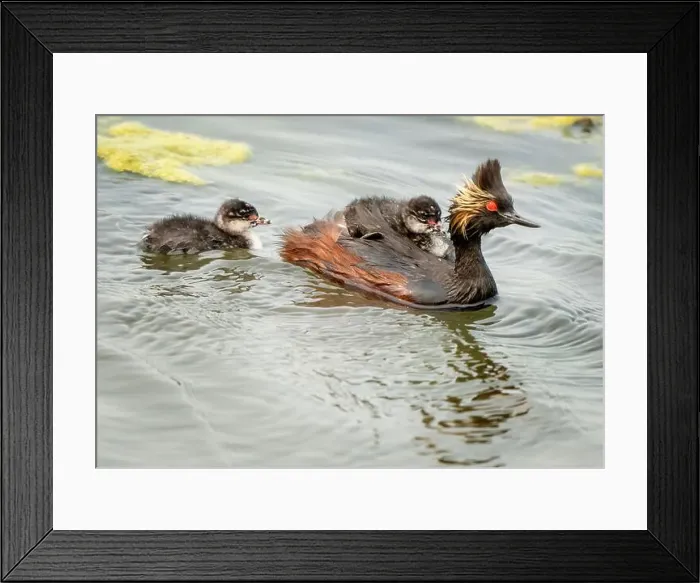 Framed Print : Eared Grebe Canada Framed Print : Eared Grebe Canada