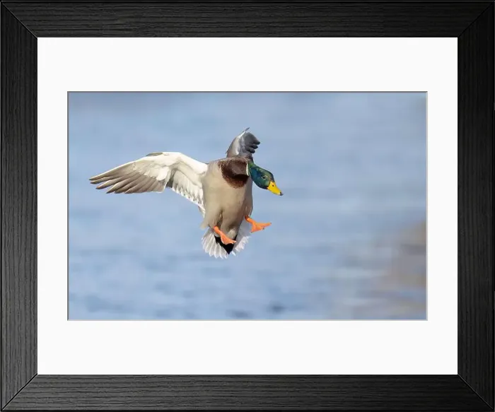 Framed Print : Mallard drake duck coming in for a landing on the Ottawa river in a Canadian winter Framed Print : Mallard drake duck coming in for a landing on the Ottawa river in a Canadian winter