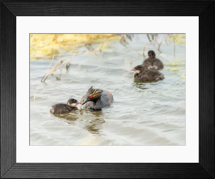 Framed Print : Eared Grebe Canada Framed Print : Eared Grebe Canada