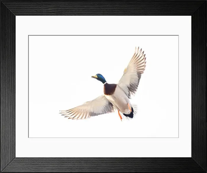 Framed Print : Mallard drake duck in a winter flight over the Ottawa river in Canada Framed Print : Mallard drake duck in a winter flight over the Ottawa river in Canada