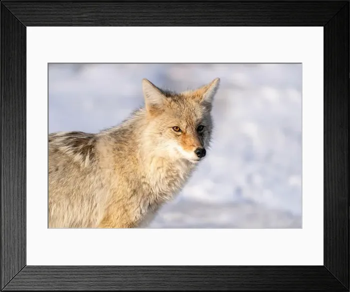 Framed Print : Prairie Coyote Canada Framed Print : Prairie Coyote Canada