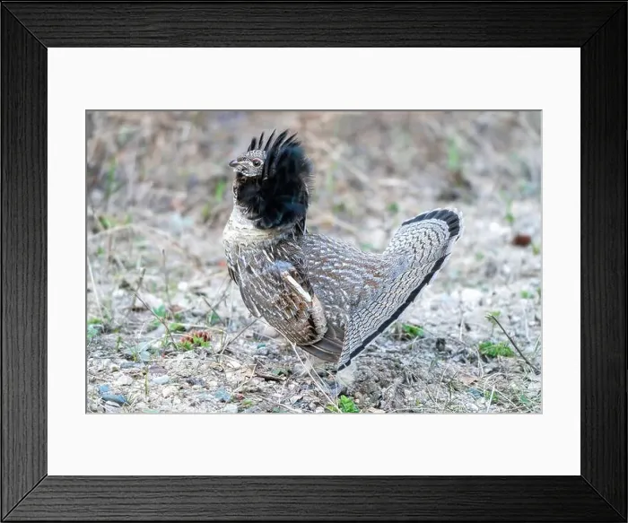 Framed Print : Ruffed Grouse Saskatchewan Framed Print : Ruffed Grouse Saskatchewan