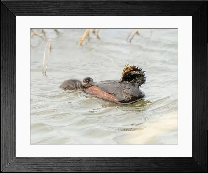 Framed Print : Eared Grebe Canada Framed Print : Eared Grebe Canada