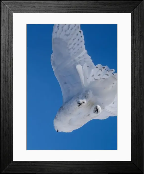 Framed Print : Snowy Owl Winter