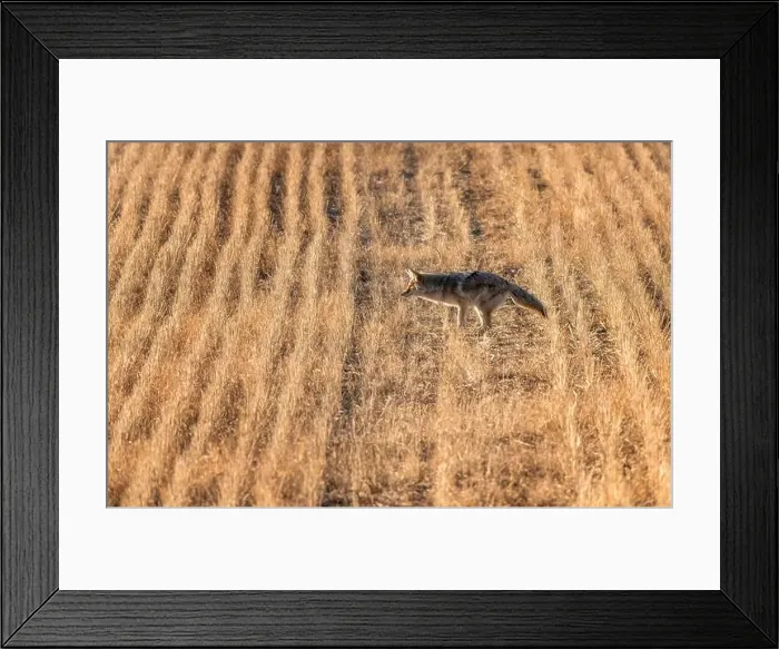Framed Print : Prairie Coyote Canada Framed Print : Prairie Coyote Canada