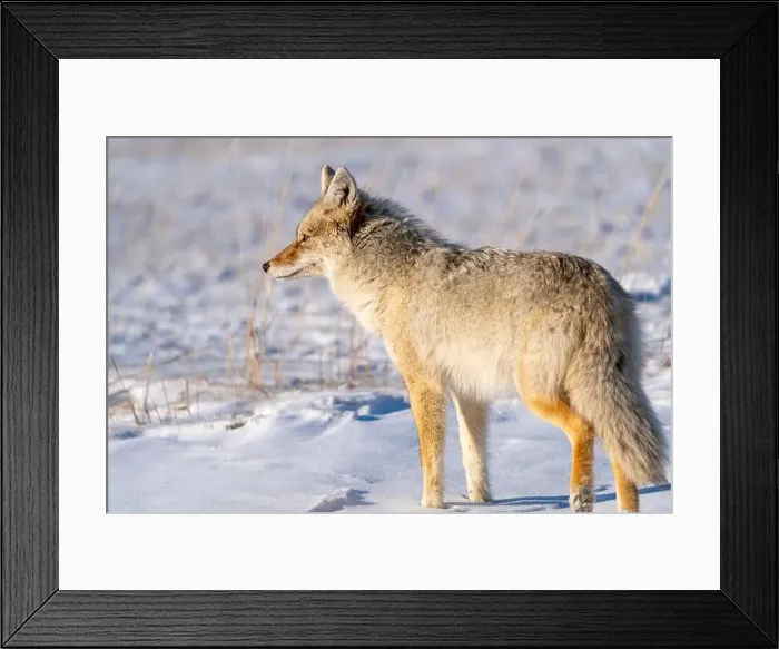 Framed Print : Prairie Coyote Canada Framed Print : Prairie Coyote Canada