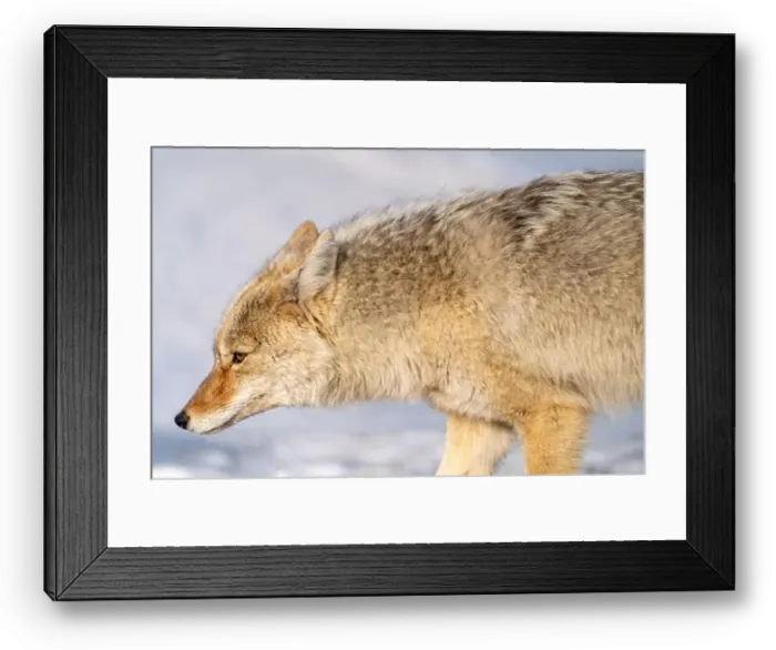 Framed Print : Prairie Coyote Canada Framed Print : Prairie Coyote Canada