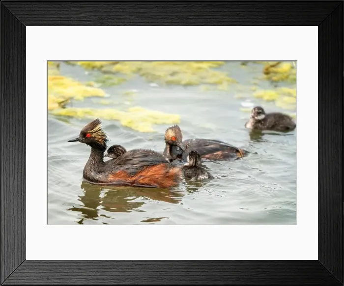 Framed Print : Eared Grebe Canada Framed Print : Eared Grebe Canada