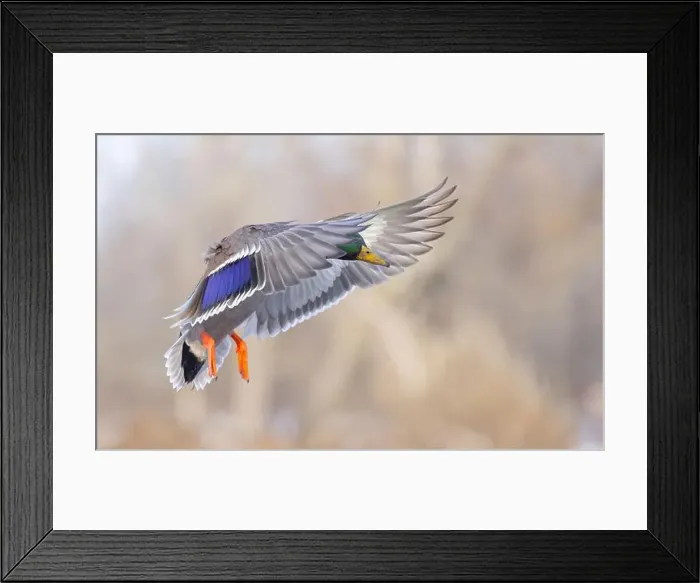Framed Print : Mallard drake duck coming in for a landing on the Ottawa river in a Canadian winter Framed Print : Mallard drake duck coming in for a landing on the Ottawa river in a Canadian winter