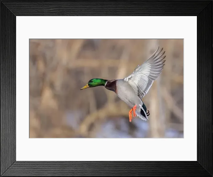 Framed Print : Mallard drake duck coming in for a landing on the Ottawa river in a Canadian winter Framed Print : Mallard drake duck coming in for a landing on the Ottawa river in a Canadian winter