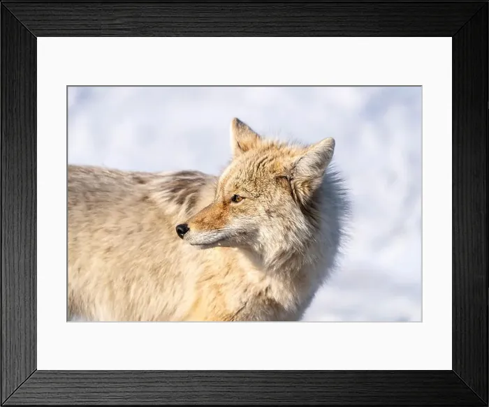 Framed Print : Prairie Coyote Canada Framed Print : Prairie Coyote Canada