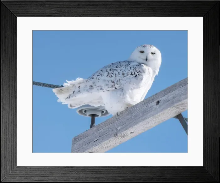 Framed Print : Snowy Owl Winter