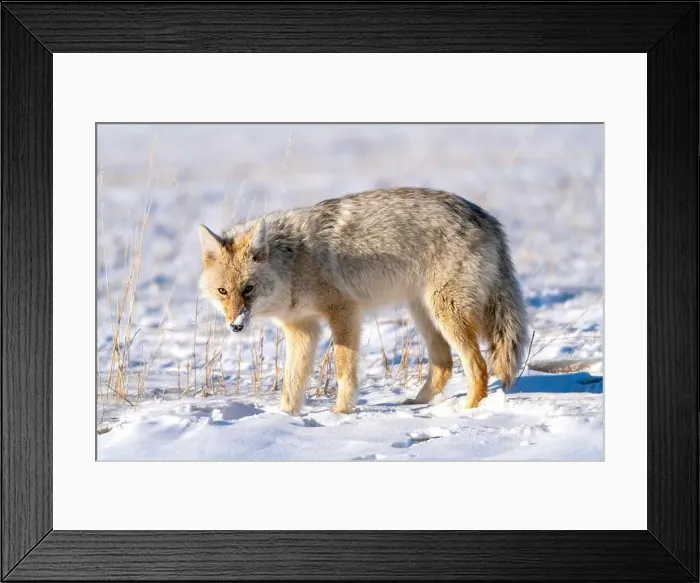 Framed Print : Prairie Coyote Canada Framed Print : Prairie Coyote Canada