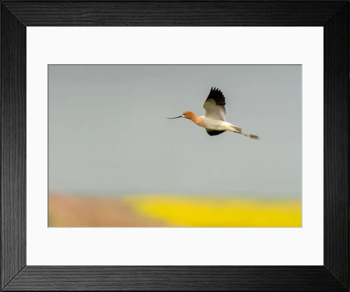 Framed Print : Avocet in Flight Framed Print : Avocet in Flight