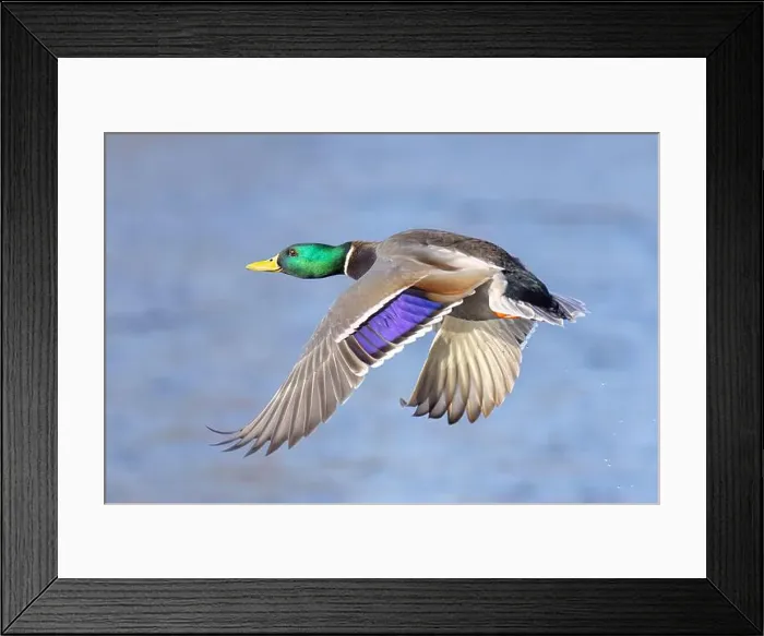 Framed Print : Mallard drake duck in a winter flight over the Ottawa river in Canada Framed Print : Mallard drake duck in a winter flight over the Ottawa river in Canada