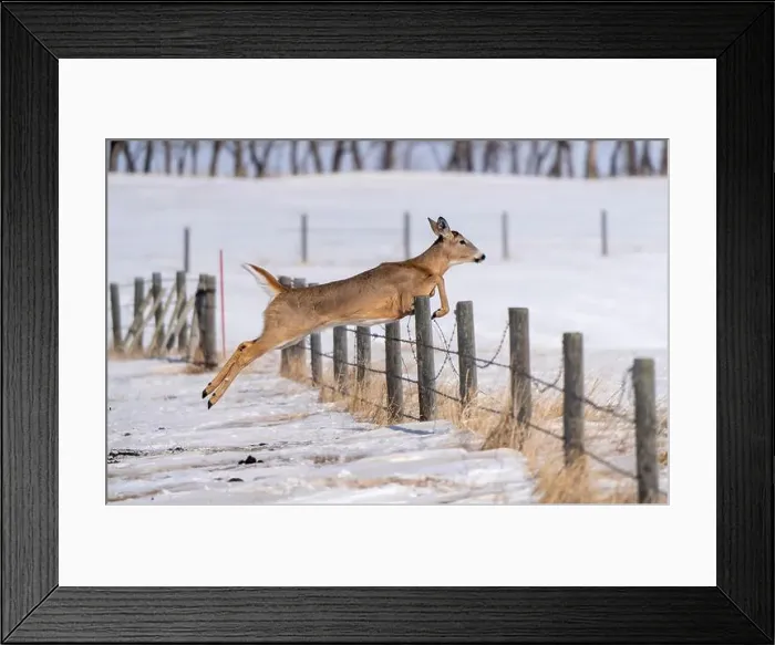 Framed Print : Prairie Deer Saskatchewan Framed Print : Prairie Deer Saskatchewan