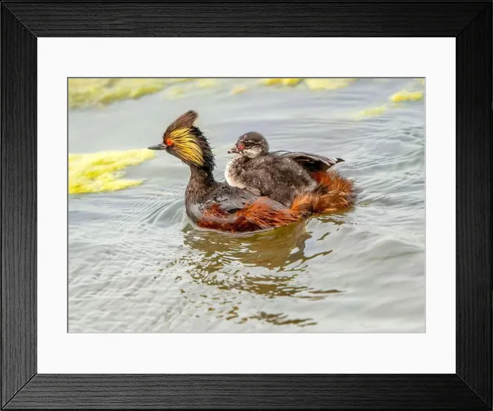 Framed Print : Eared Grebe Canada Framed Print : Eared Grebe Canada