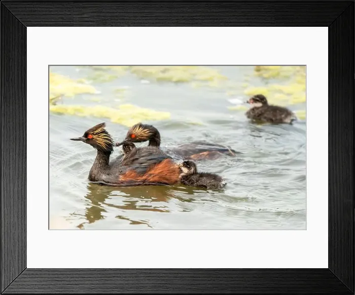 Framed Print : Eared Grebe Canada Framed Print : Eared Grebe Canada