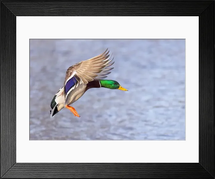 Framed Print : Mallard drake duck coming in for a landing on the Ottawa river in a Canadian winter Framed Print : Mallard drake duck coming in for a landing on the Ottawa river in a Canadian winter
