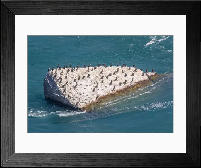 Framed Print : Numerous gulls and ducks can be seen resting on a rock by the lakeside at Niagara Falls, Ontario, Canada
