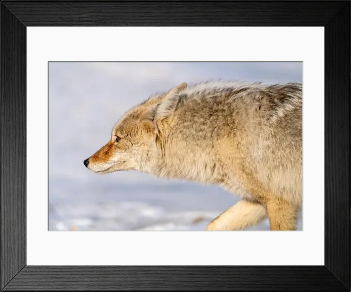 Framed Print : Prairie Coyote Canada Framed Print : Prairie Coyote Canada