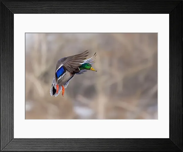 Framed Print : Mallard drake duck coming in for a landing on the Ottawa river in a Canadian winter Framed Print : Mallard drake duck coming in for a landing on the Ottawa river in a Canadian winter