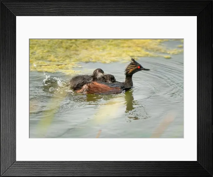 Framed Print : Eared Grebe Canada Framed Print : Eared Grebe Canada