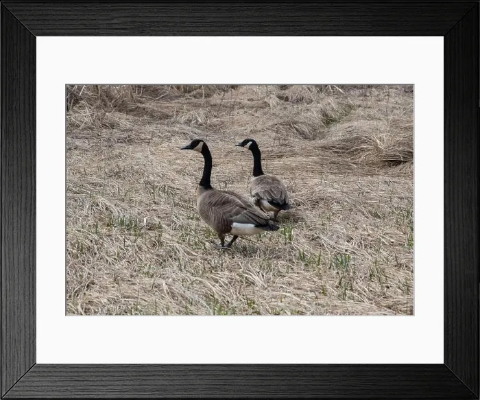 Framed Print : Canada geese standing in the grass at Riverfront Park in Dieppe, New Brunswick, Canada Framed Print : Canada geese standing in the grass at Riverfront Park in Dieppe, New Brunswick, Canada