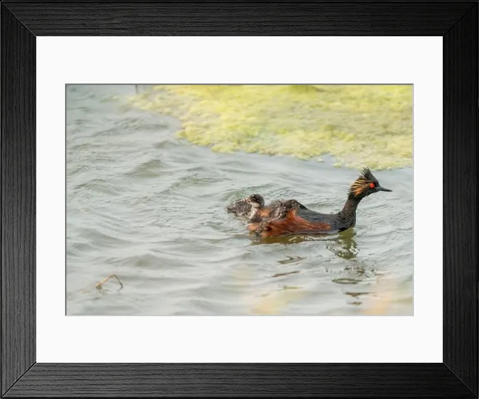 Framed Print : Eared Grebe Canada Framed Print : Eared Grebe Canada