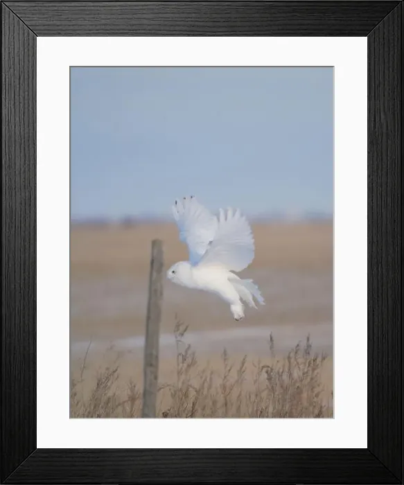 Framed Print : Snowy Owl Winter