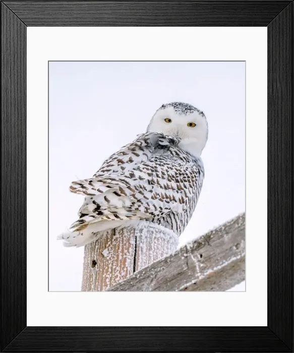 Framed Print : Snowy Owl Winter