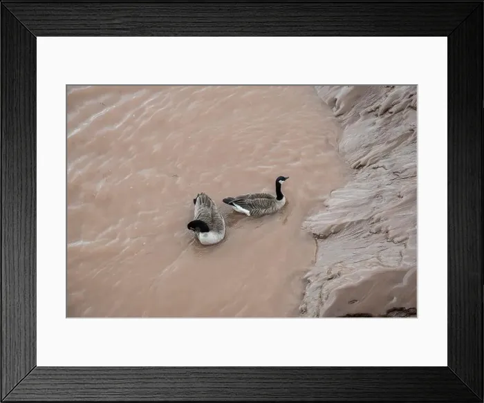 Framed Print : Canada geese in the Petitcodiac River in Moncton, New Brunswick, Canada Framed Print : Canada geese in the Petitcodiac River in Moncton, New Brunswick, Canada