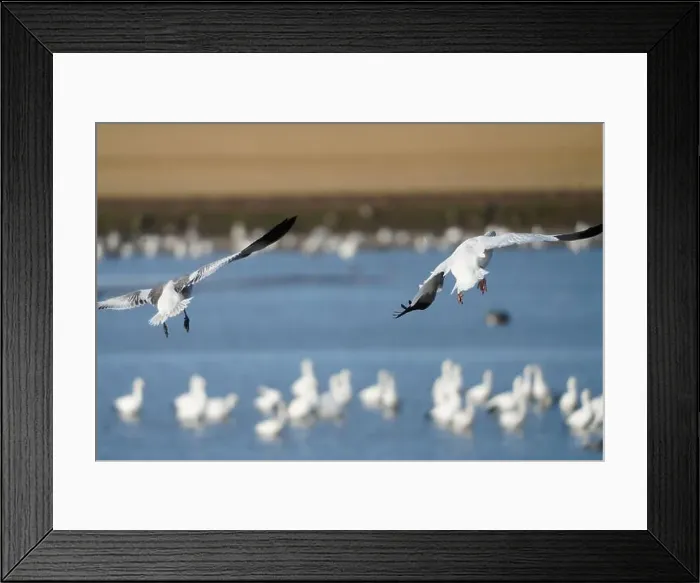 Framed Print : Snow Geese in Flight Framed Print : Snow Geese in Flight