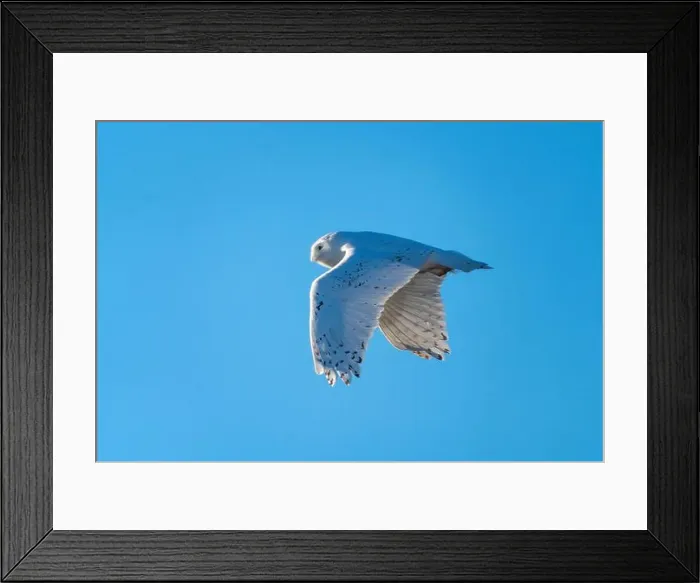 Framed Print : Snowy Owl Winter