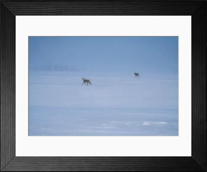 Framed Print : Prairie Coyote Canada Framed Print : Prairie Coyote Canada
