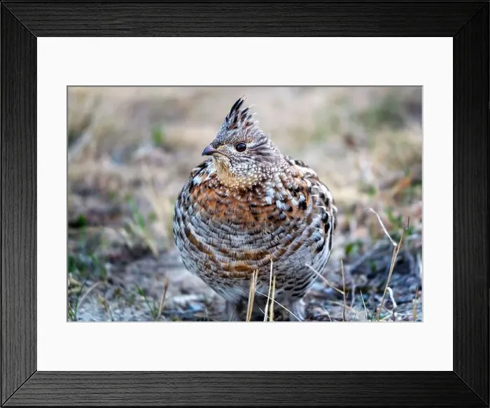 Framed Print : Ruffed Grouse Saskatchewan Framed Print : Ruffed Grouse Saskatchewan