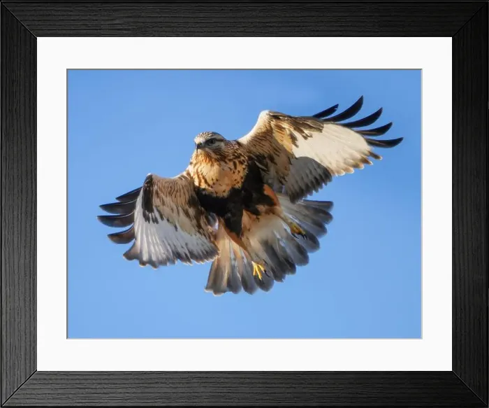 Framed Print : Rough Legged Hawk Framed Print : Rough Legged Hawk